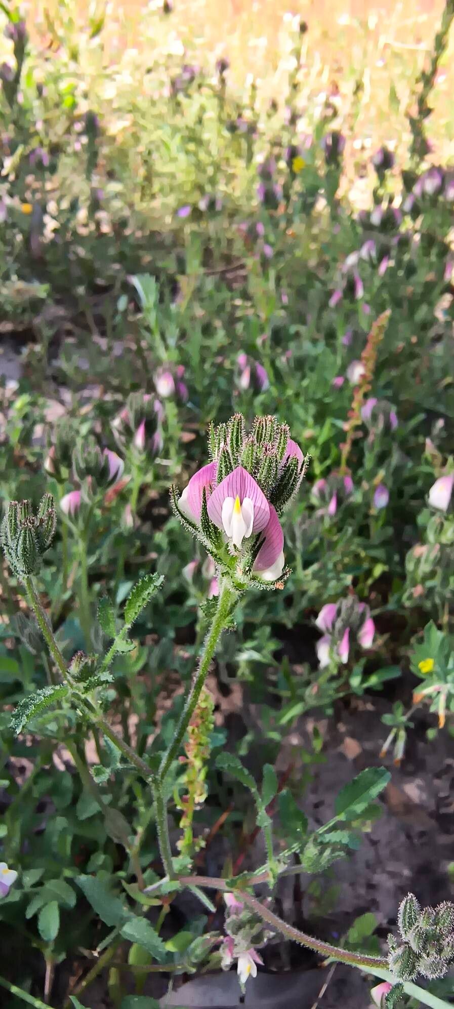 Ononis baetica flower