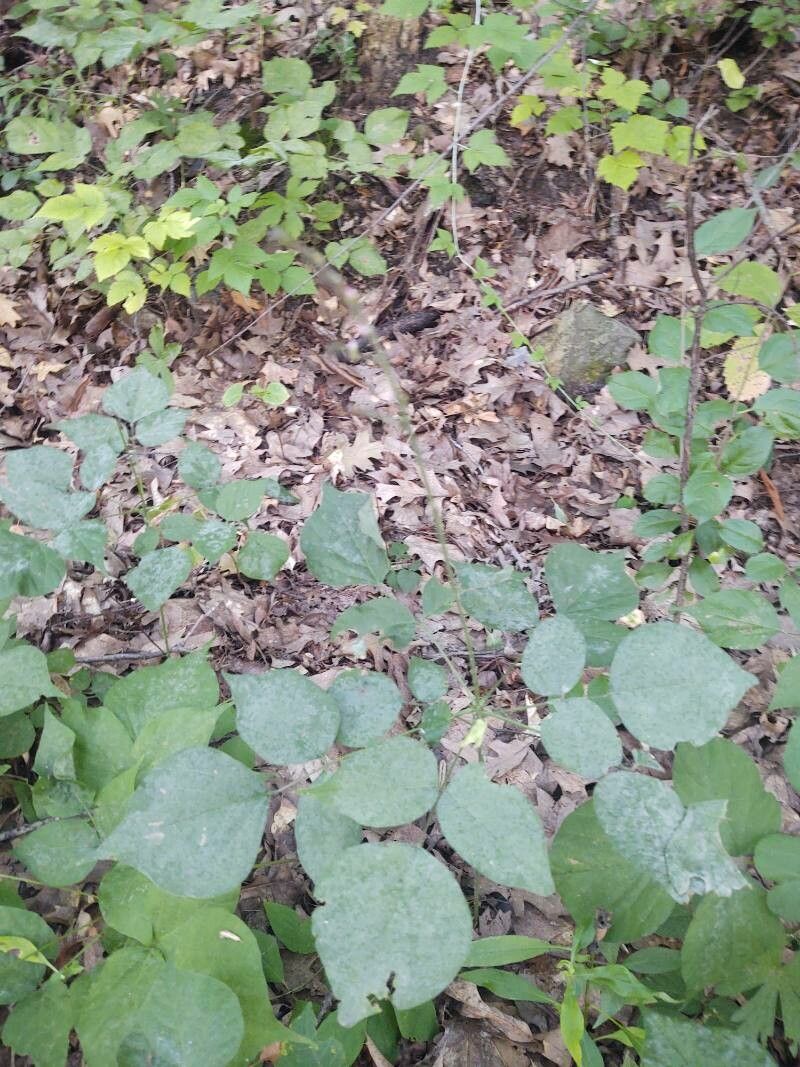 Desmodium glutinosum leaf