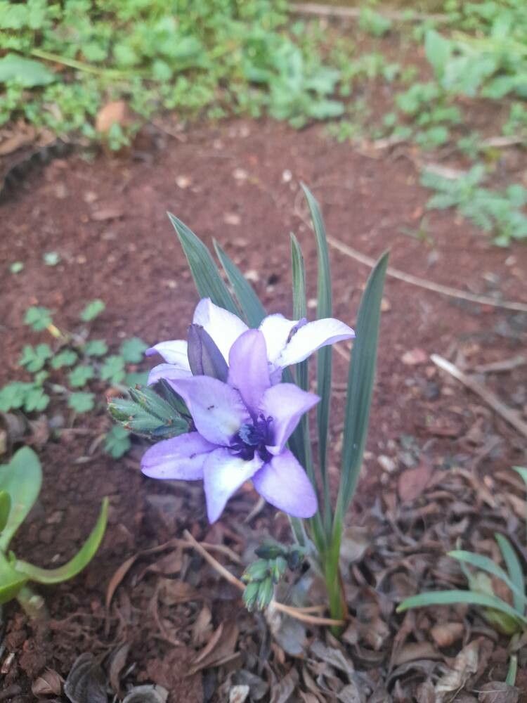 Babiana sambucina flower