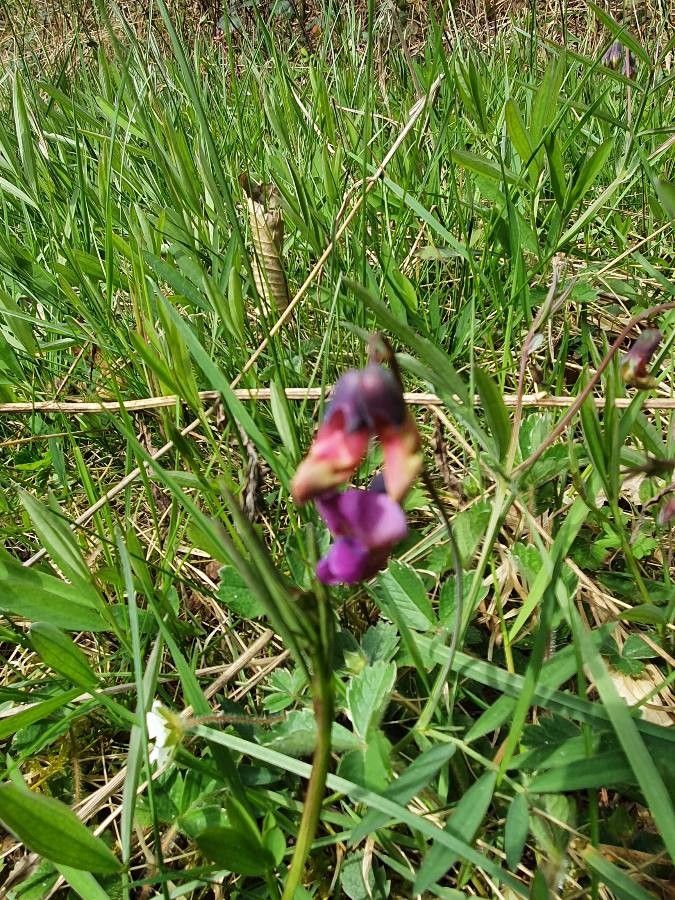 Lathyrus linearifolius flower