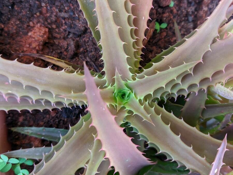 Orthophytum harleyi leaf