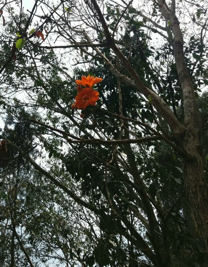 Cordia dodecandra habit