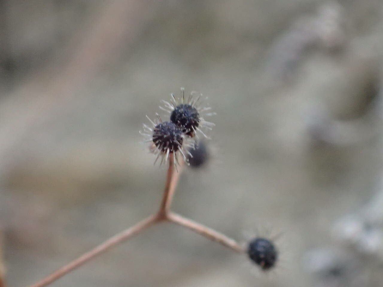 Galium rotundifolium fruit