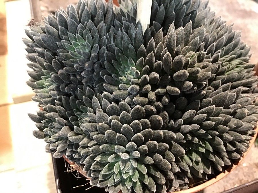 Sinocrassula yunnanensis — cold hardy houseplant