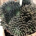 Sinocrassula yunnanensis