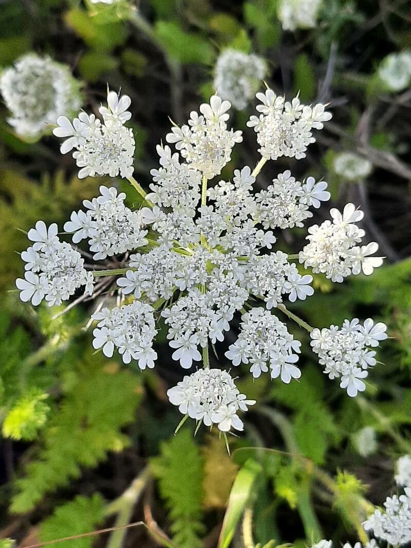 Daucus muricatus flower