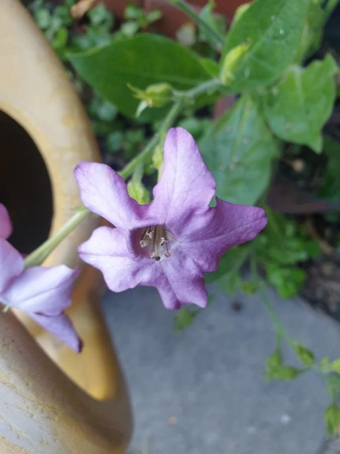 Nicotiana x sanderae flower