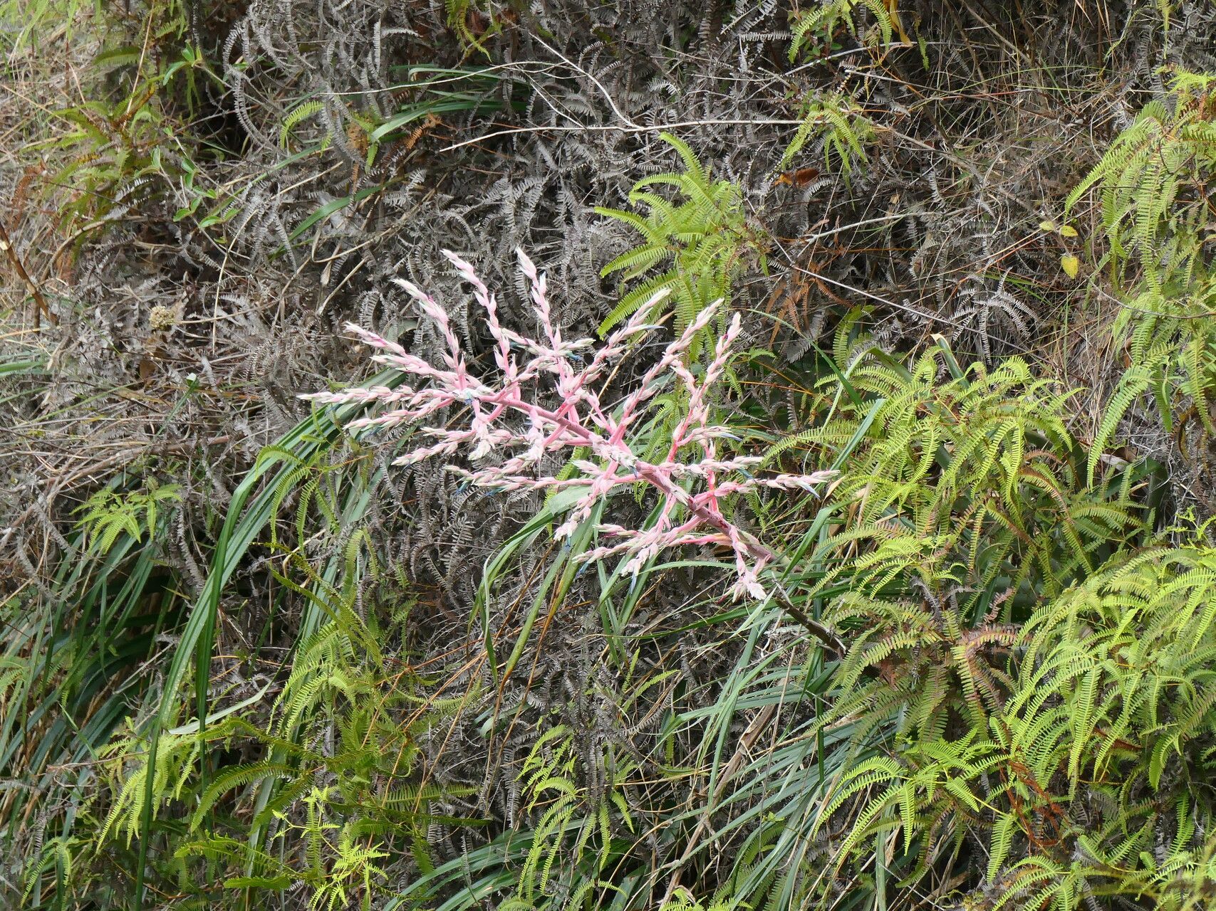 Puya floccosa flower