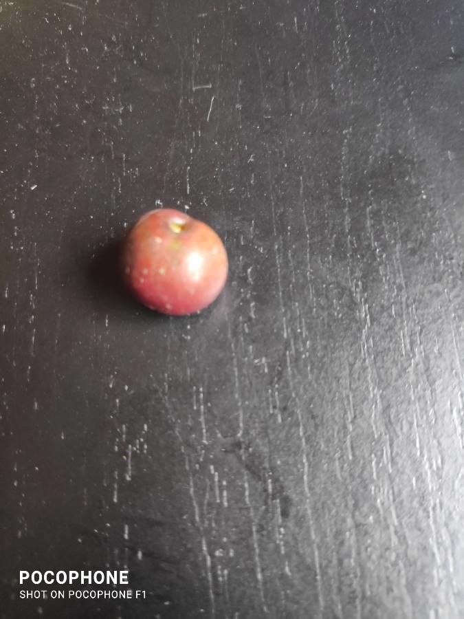 Prunus myrtifolia fruit