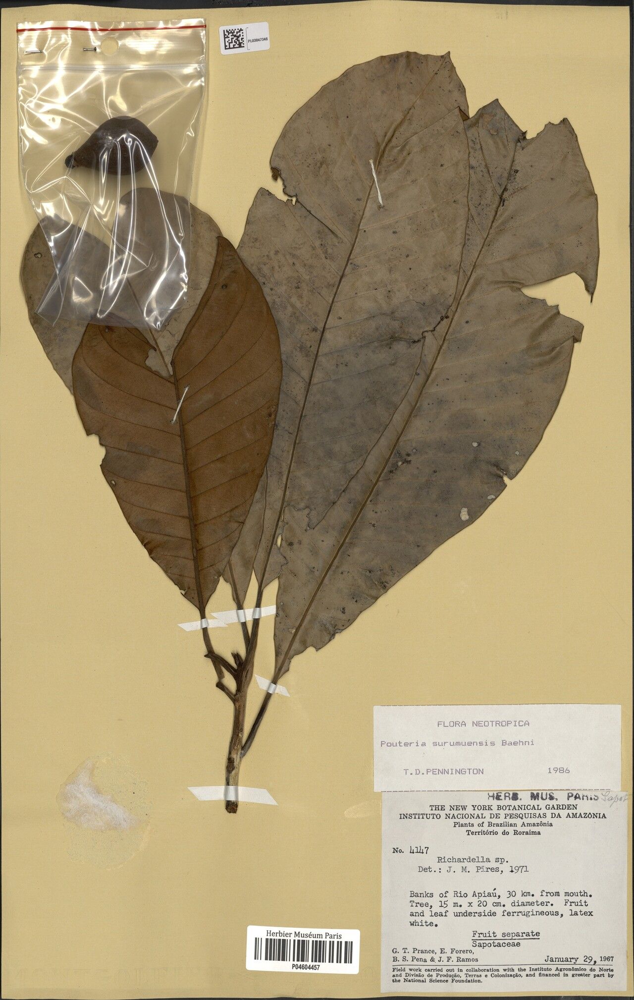 Pouteria surumuensis leaf