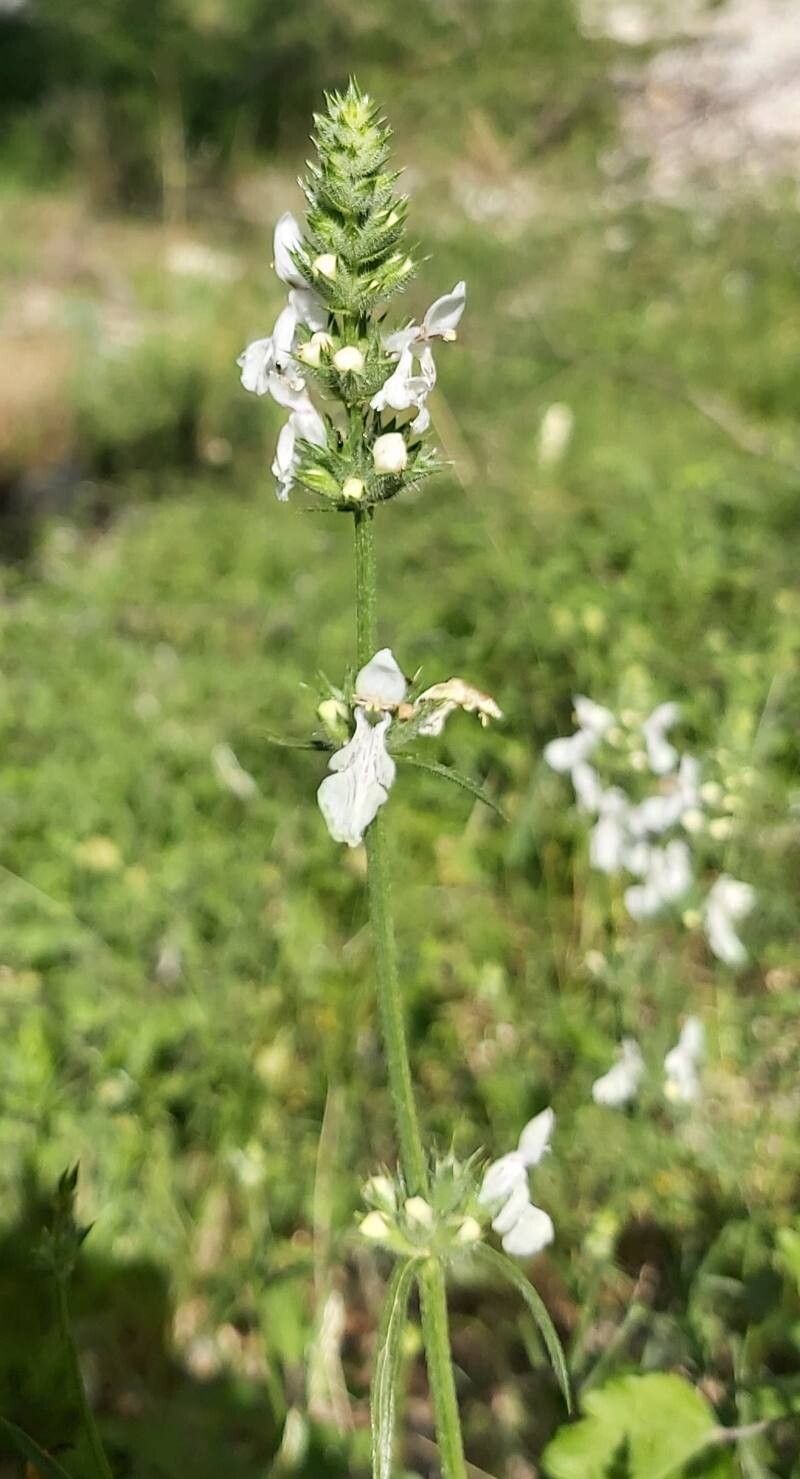 Stachys leucoglossa — search result for 'Stachys'