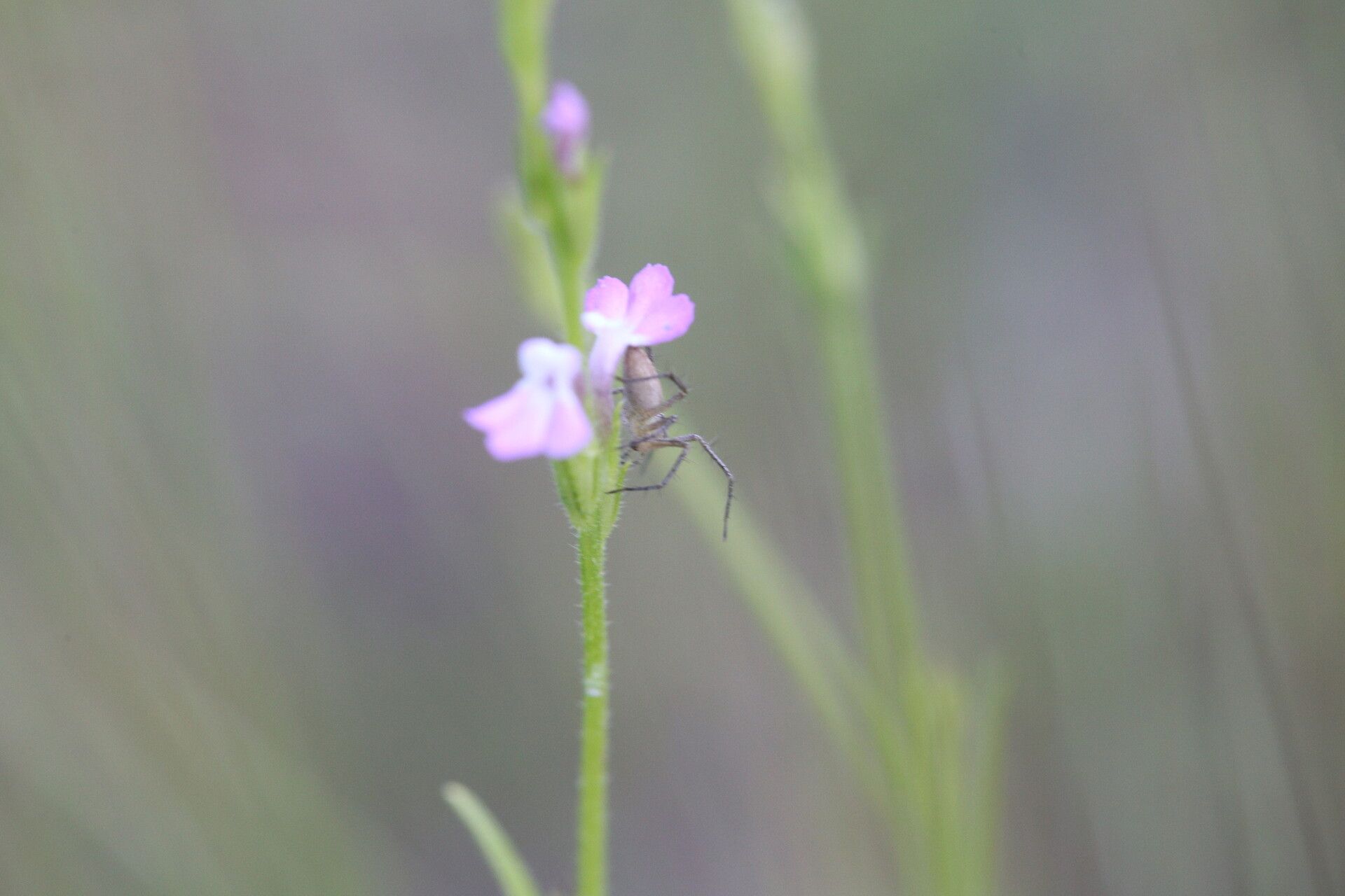 Striga parviflora flower