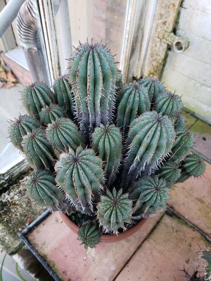 Euphorbia cereiformis habit