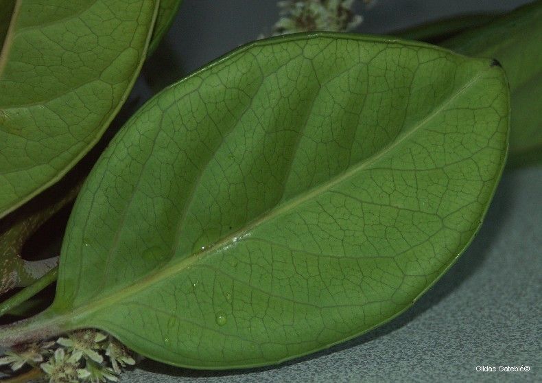 Homalium rubrocostatum — search result for 'Salicaceae'