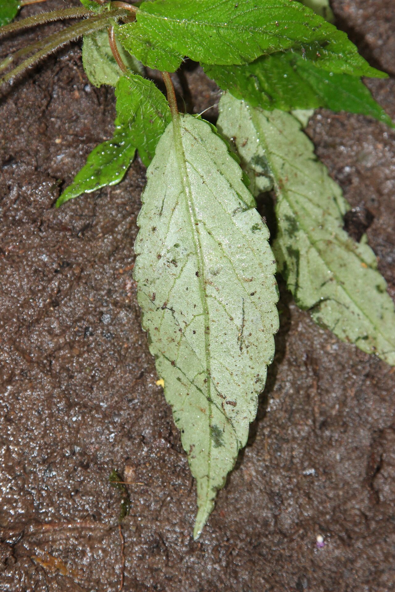 Impatiens kamerunensis leaf