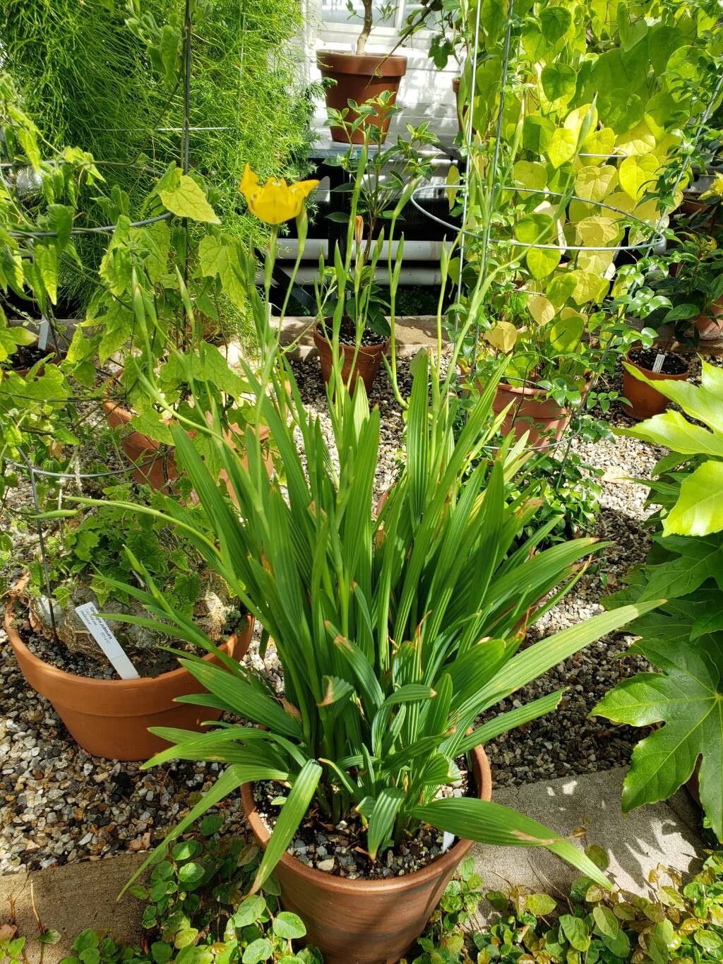 Cypella aquatilis habit