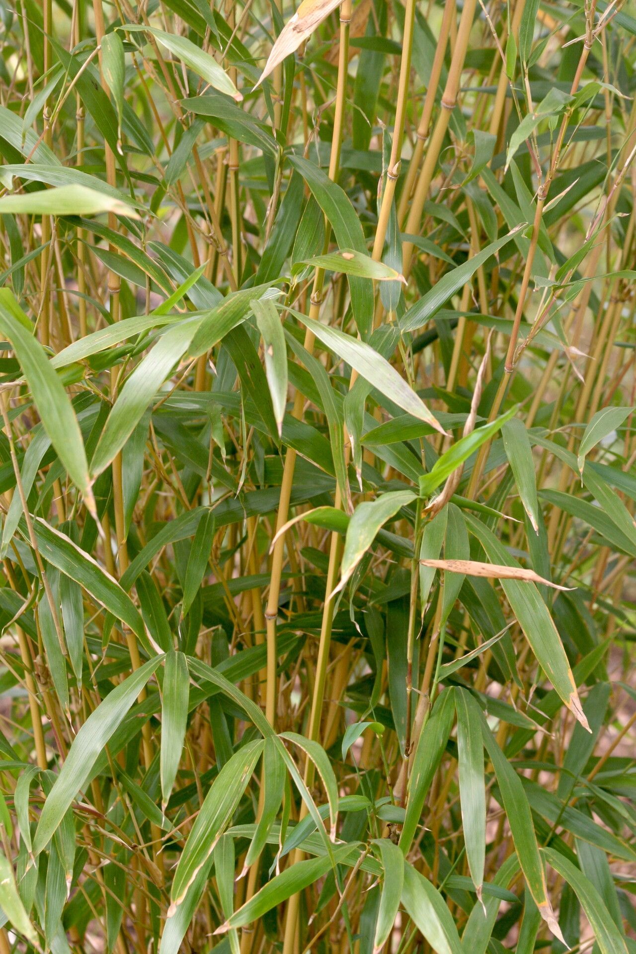 Semiarundinaria yashadake leaf