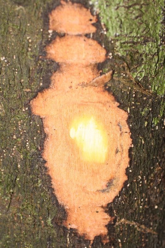 Diospyros carbonaria other