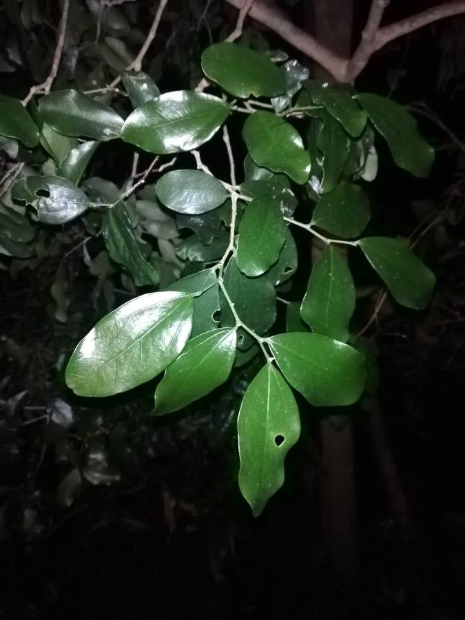 Celtis conferta — search result for 'Celtis'