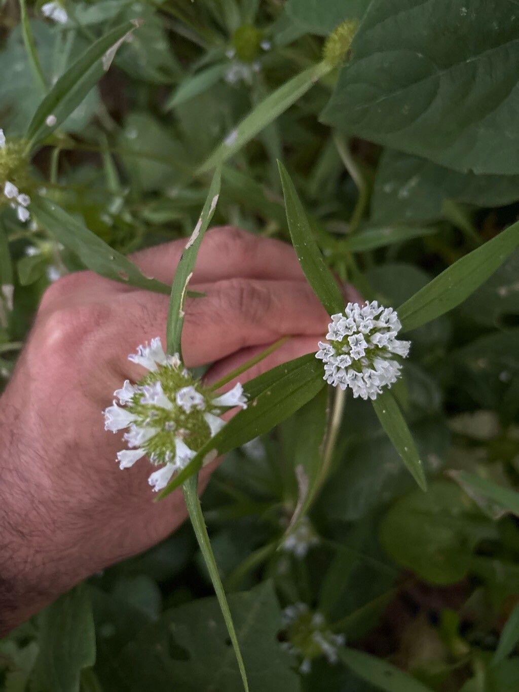 Spermacoce scabiosoides — search result for 'Spermacoce'