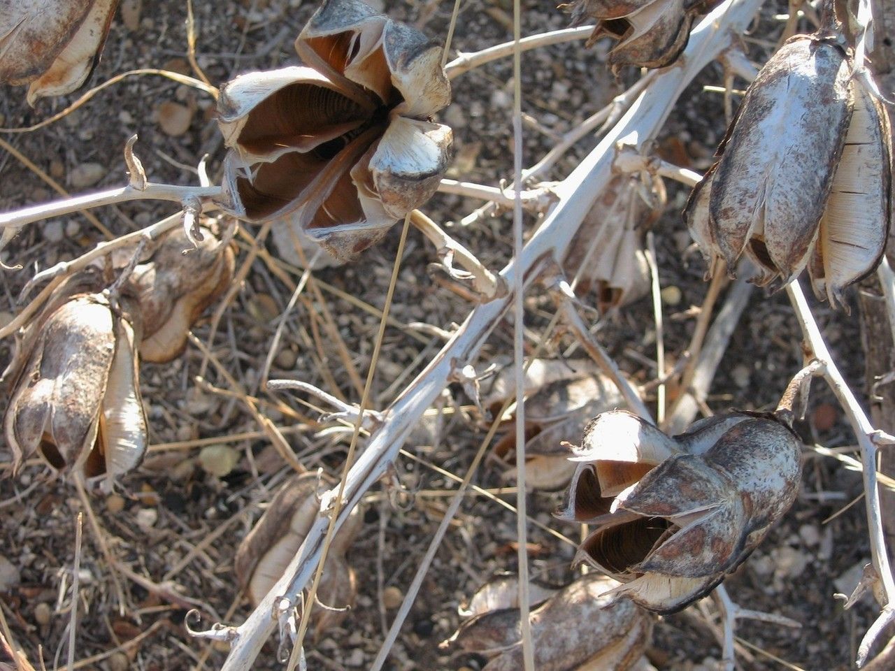 Yucca campestris fruit