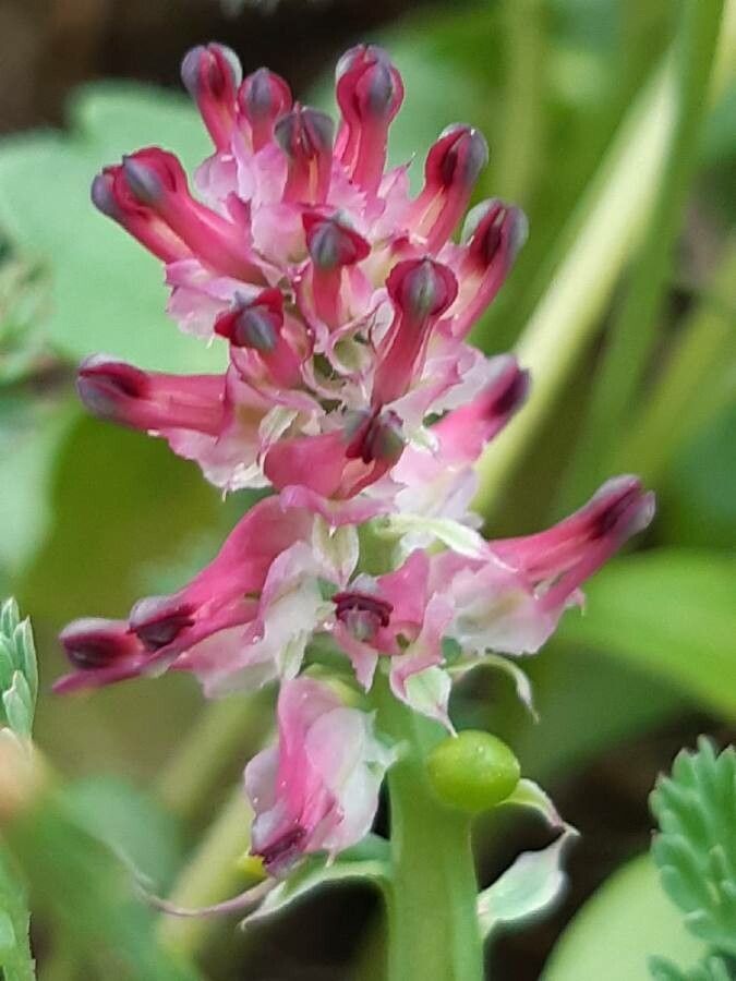 Fumaria densiflora flower