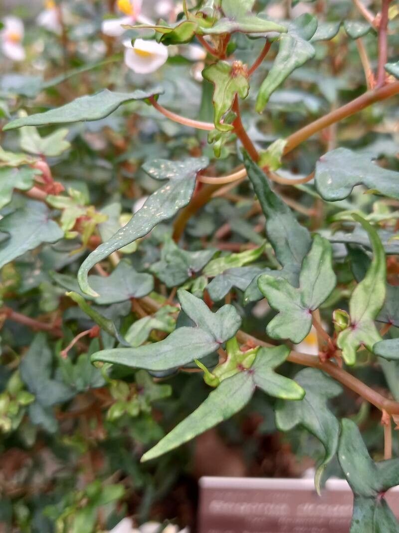 Begonia dregei — houseplant care guide