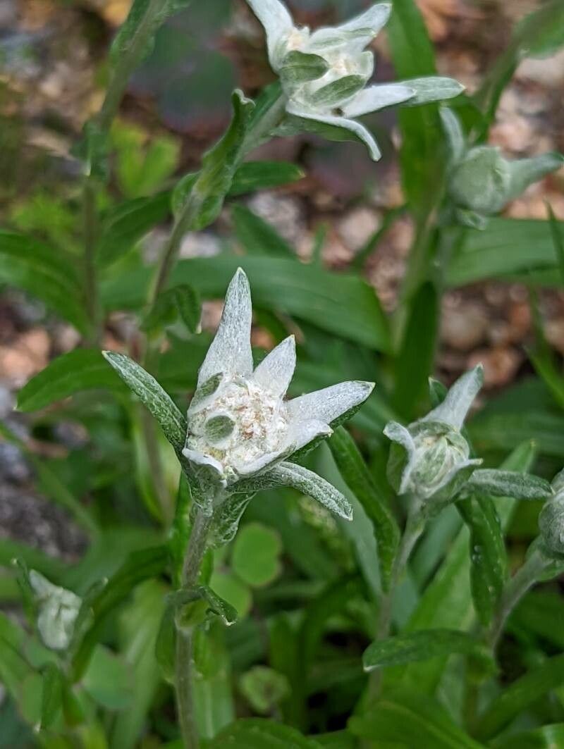 Leontopodium kurilense flower