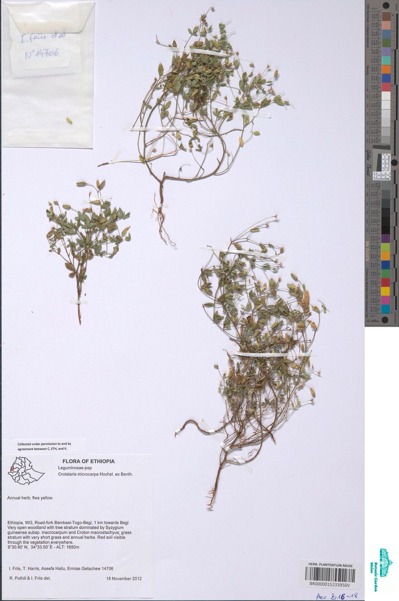 Crotalaria microcarpa — houseplant care guide