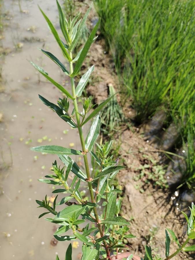 Ammannia latifolia — search result for 'Lythraceae'