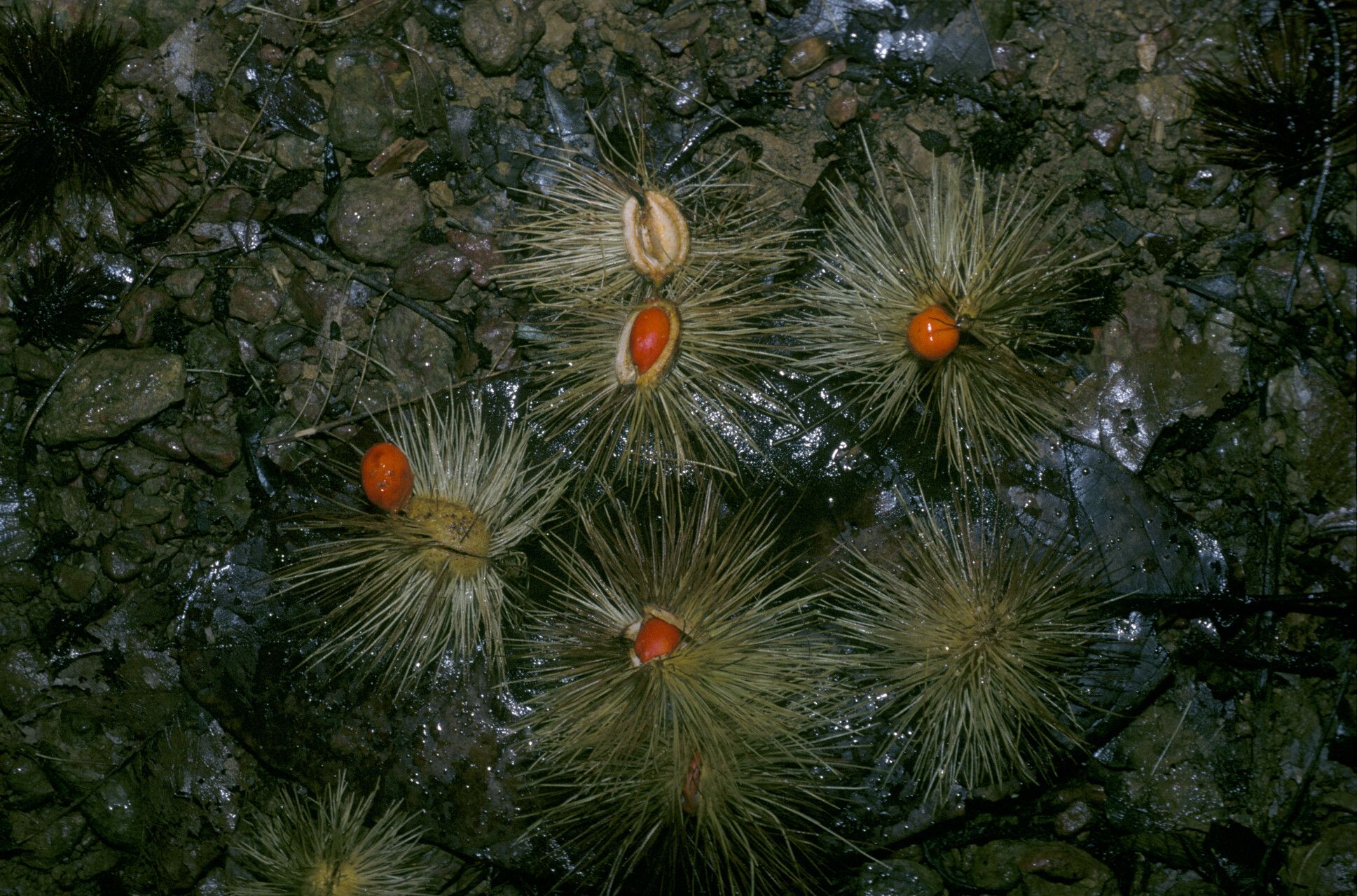 Sloanea parviflora — houseplant care guide