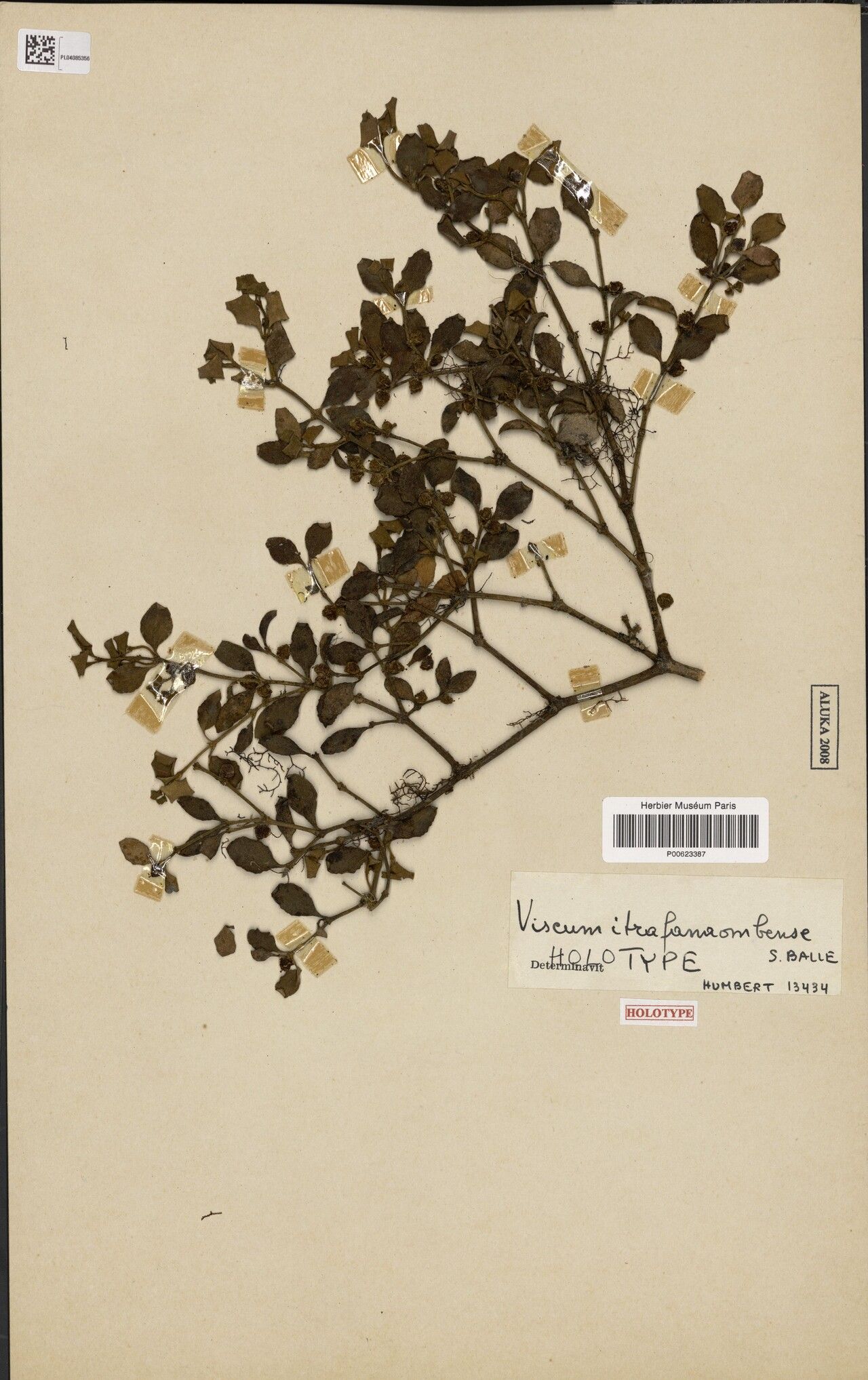 Viscum itrafanaombense — houseplant care guide