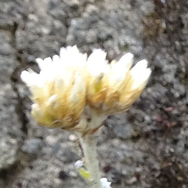 Achyrocline alata flower