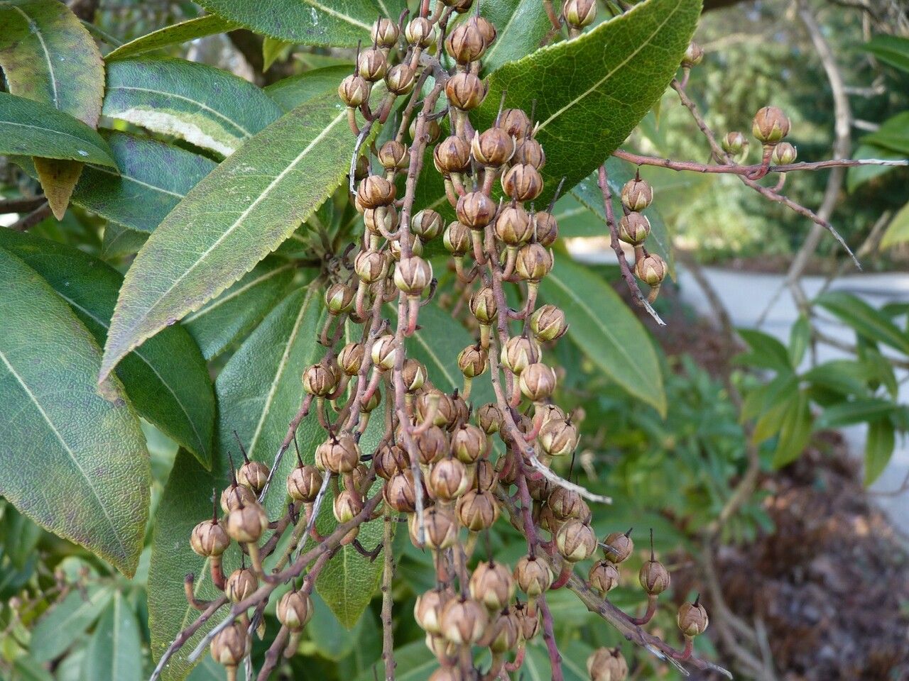 Pieris formosa fruit