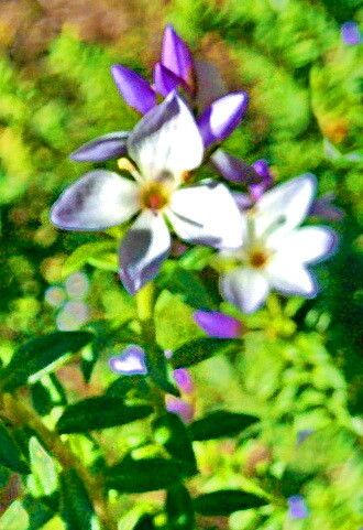 Veronica formosa — houseplant care guide