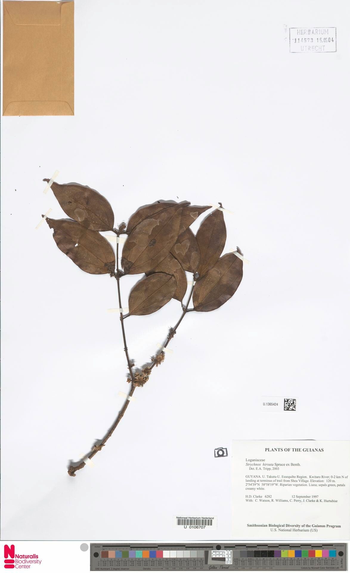 Strychnos hirsuta leaf