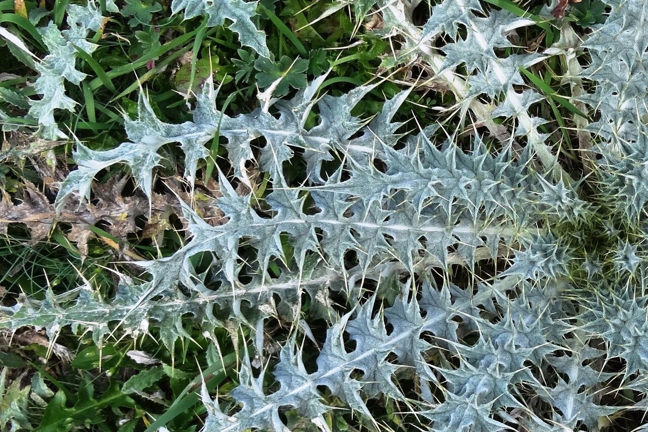 Carduus carlinoides leaf