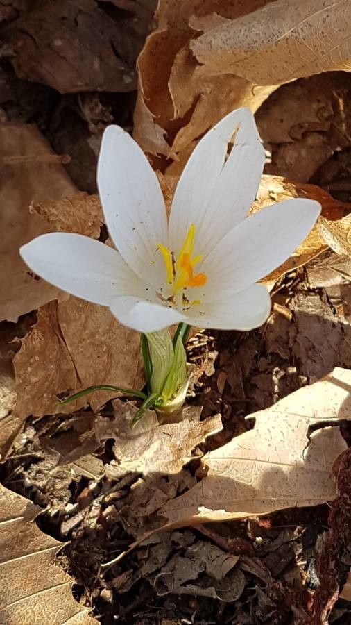 Crocus vernus flower