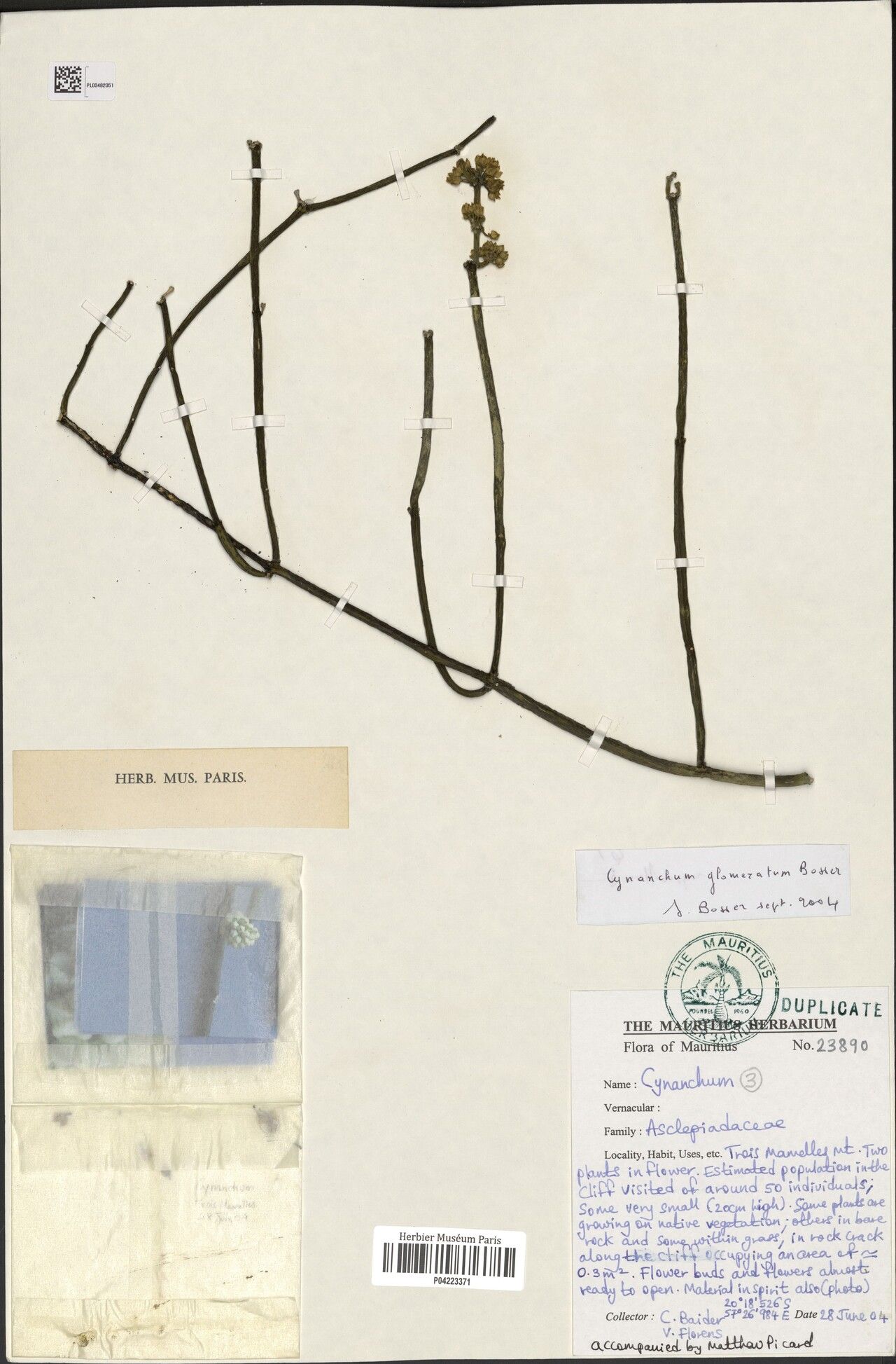 Cynanchum glomeratum — houseplant care guide