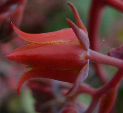 Echeveria fimbriata flower