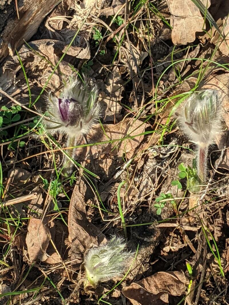 Pulsatilla armena — related species from the same genus
