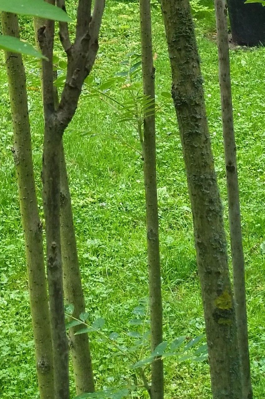 Decaisnea insignis bark