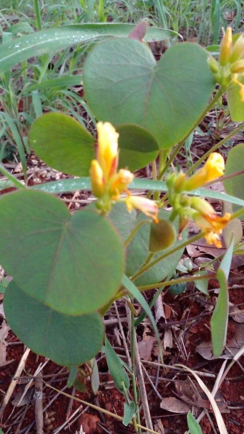 Oxalis cordata habit