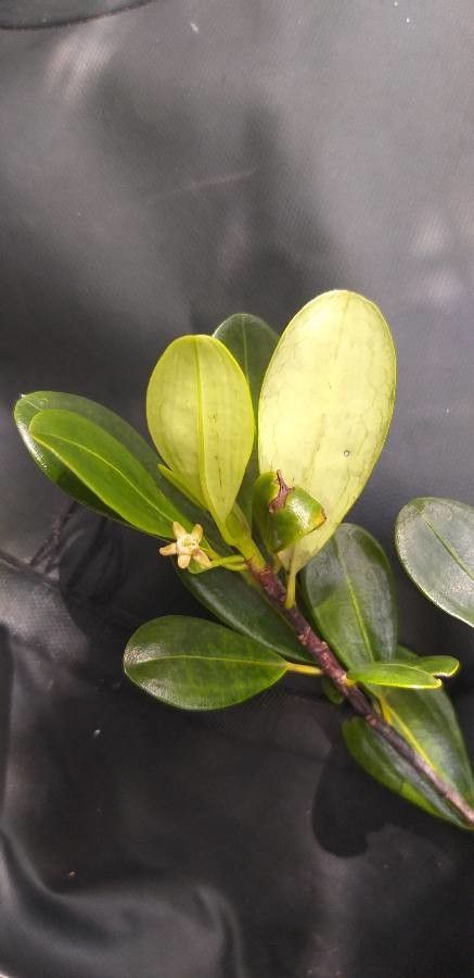 Erythroxylum novocaledonicum — houseplant care guide