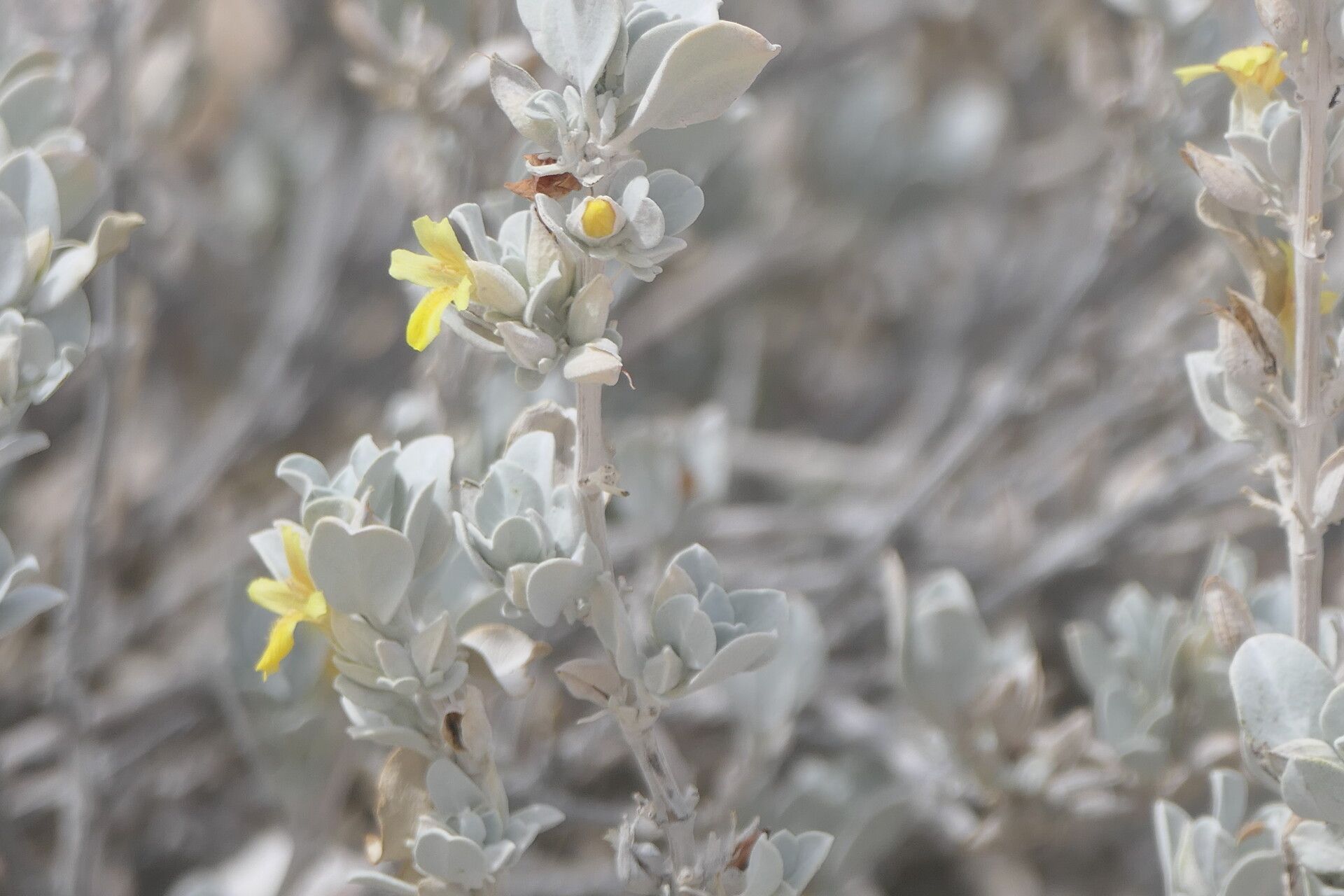 Petalidium englerianum leaf
