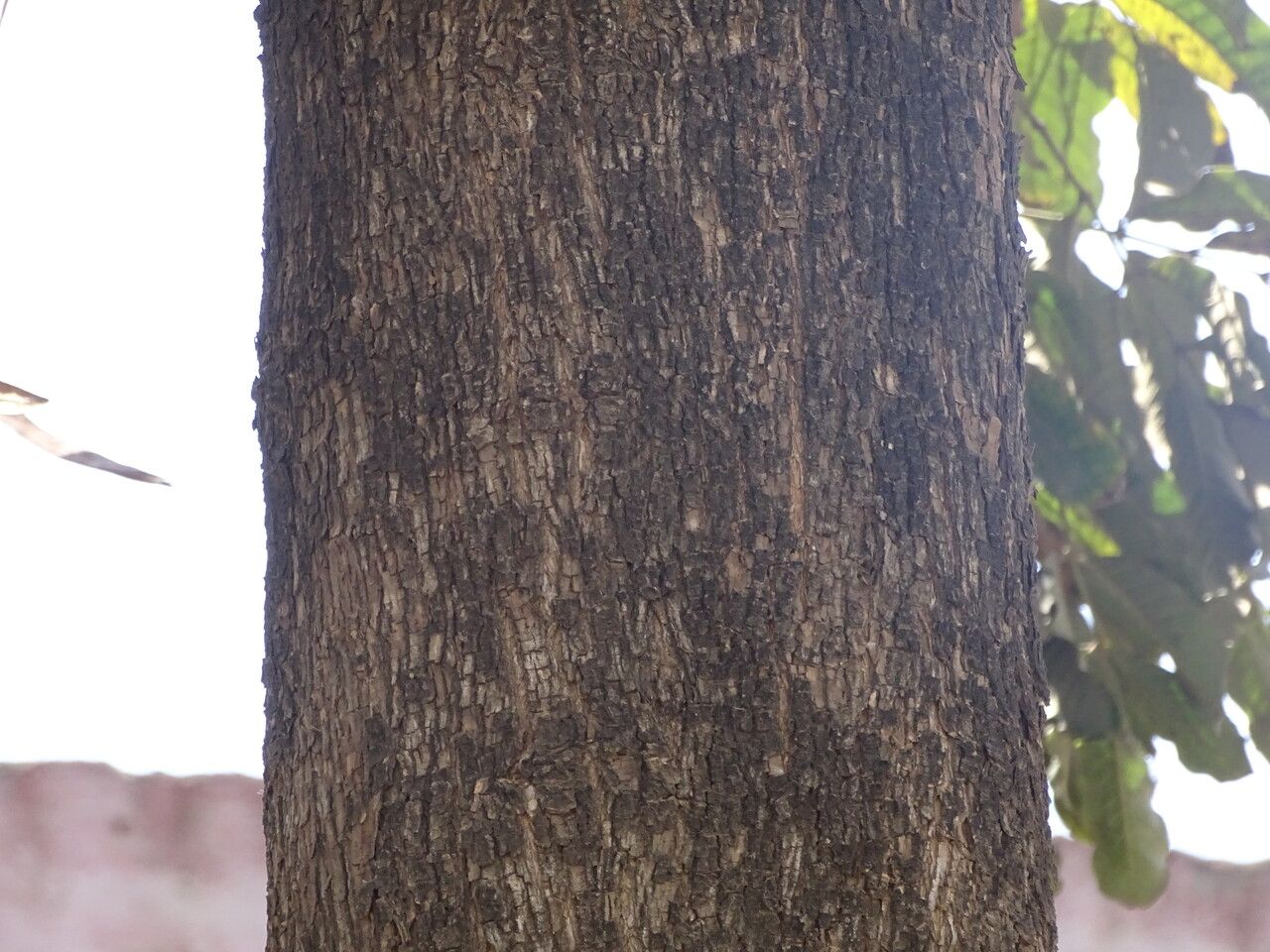 Markhamia lutea bark