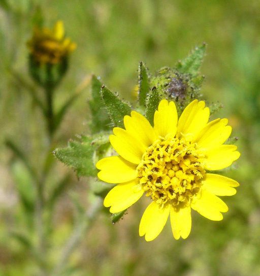 Layia hieracioides flower