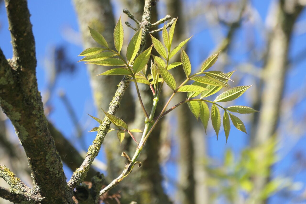 Fraxinus platypoda leaf