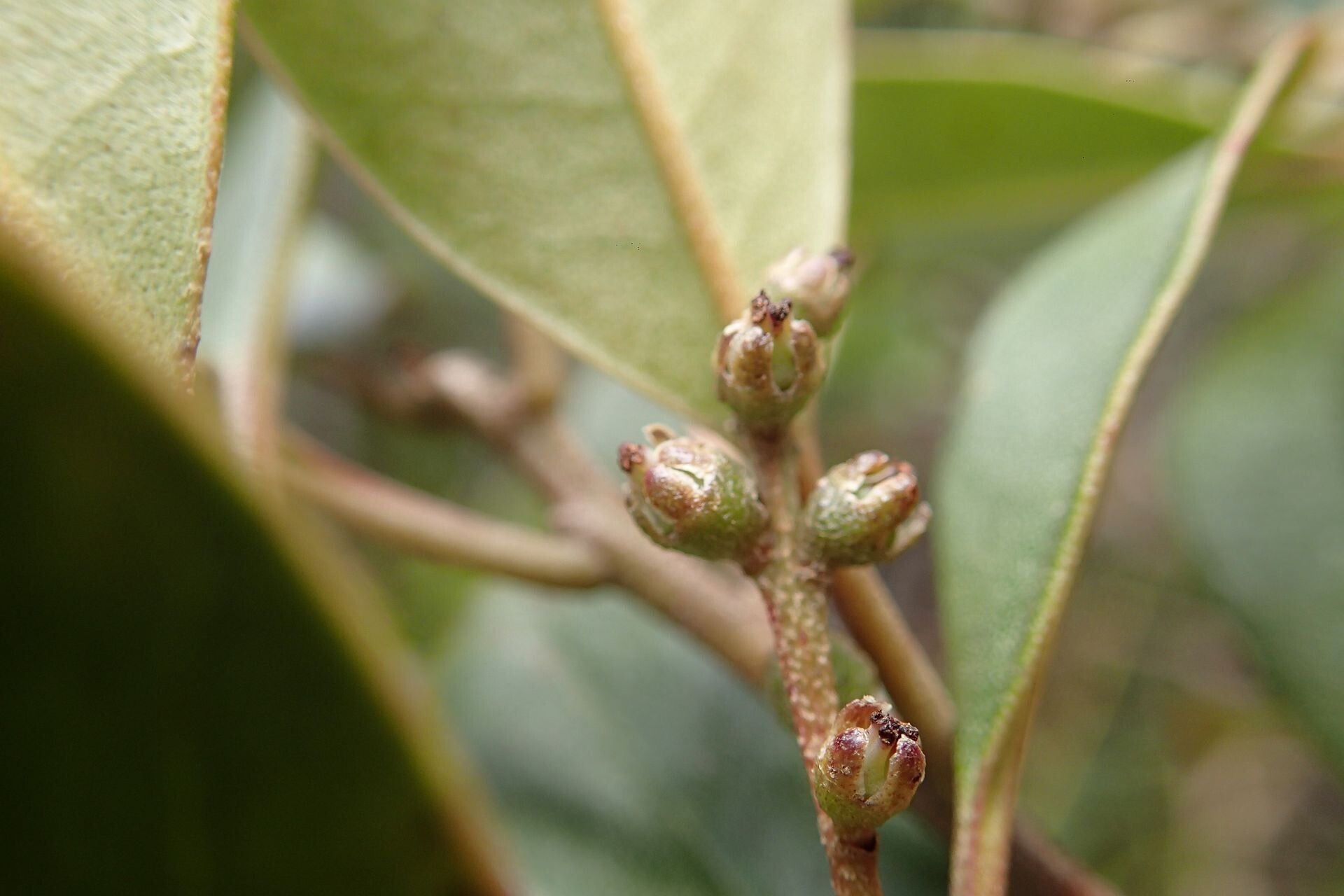 Quintinia sessiliflora fruit