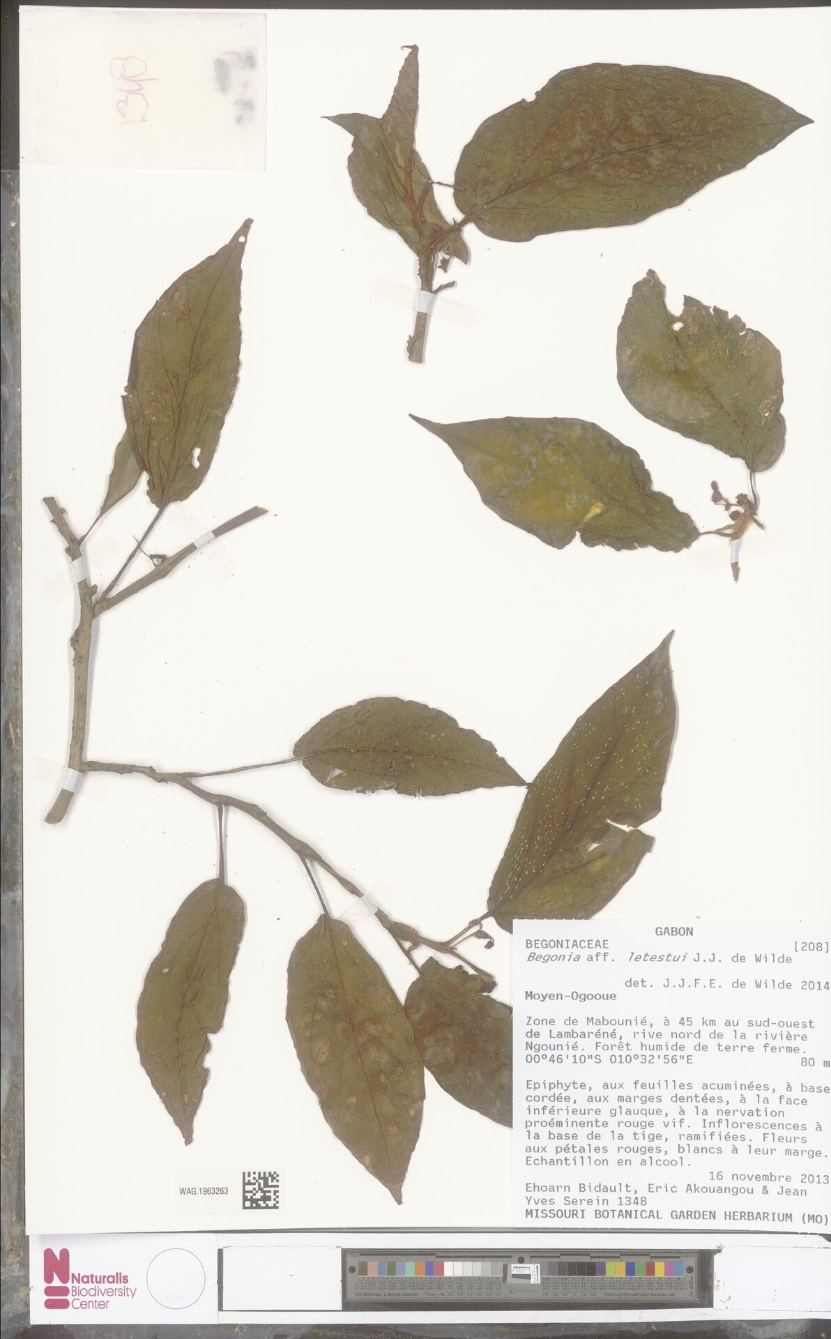 Begonia letestui — houseplant care guide